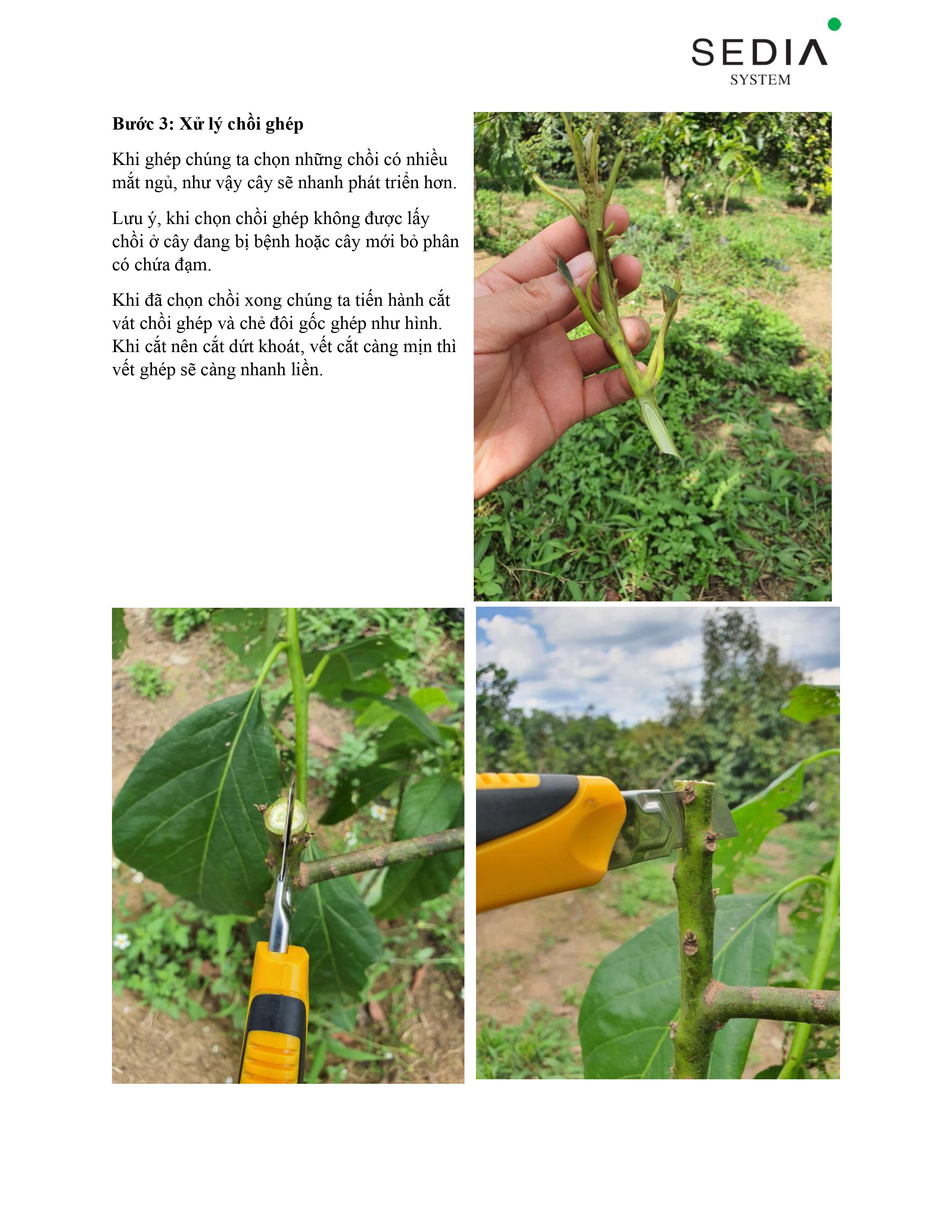 Xử lý chồi ghép