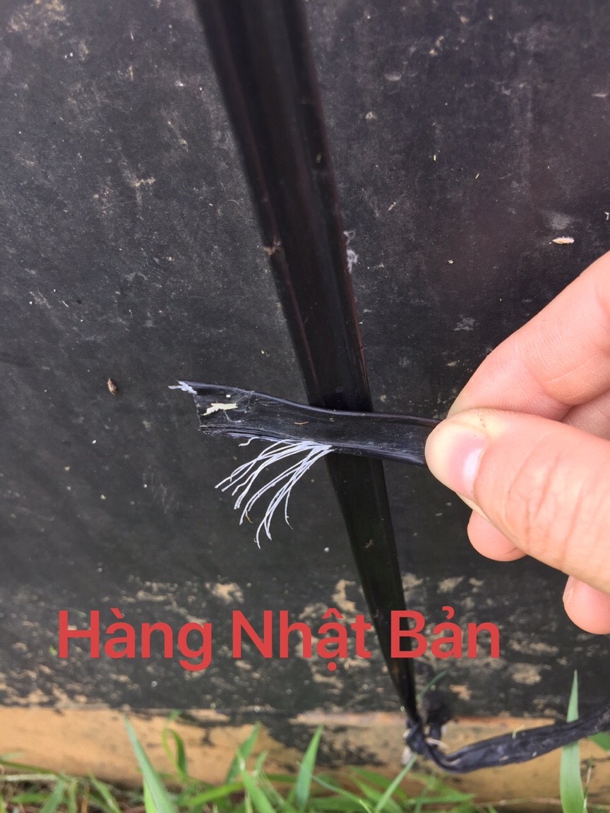 dây nẹp Nhật Bản