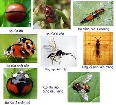 Các loại thiên địch có ích cho cây trồng